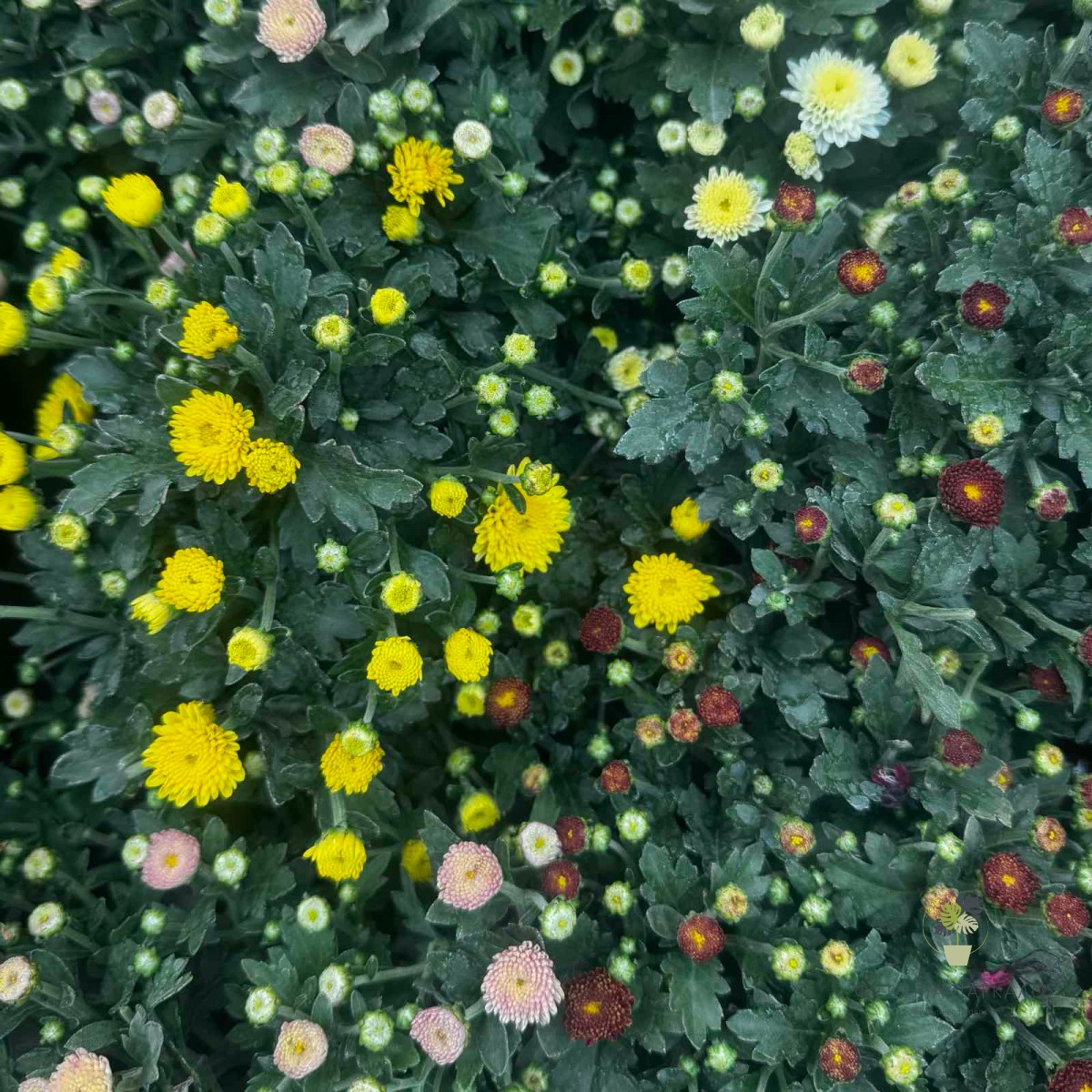 Χρυσάνθεμο (Chrysanthemum) | Φθινοπωρινό Ανθοφόρο Φυτό - 2